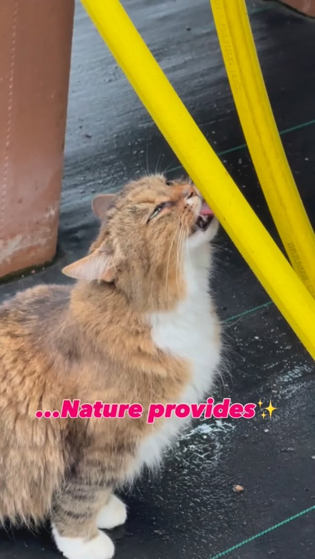 Meet Fern, head of hydration at Bakers Acres🌱

Please check out Pam's Snack Bar for refreshments...not the hoses😸
.
.
.
#BakersAcresGreenhouse #greenhouse #greenhousecats #alexandriaohio #columbusohio