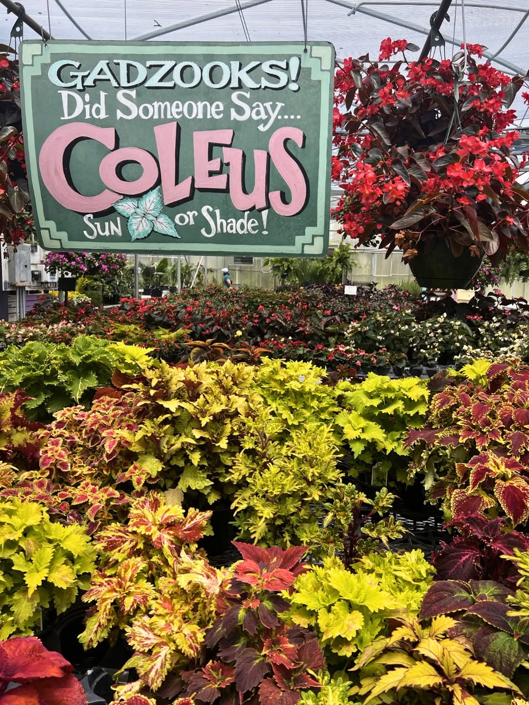 Some plants bloom. Coleus shows off. 🌿

Many of the varieties you’ll find at Baker’s Acres were bred right here by Chris Baker, resulting in foliage that’s brighter, bolder, and more colorful than most flowers.

Visit us and find your new favorite!
.
.
.
#bakersacres #coleus #gardencolor #ohiogreenhouse