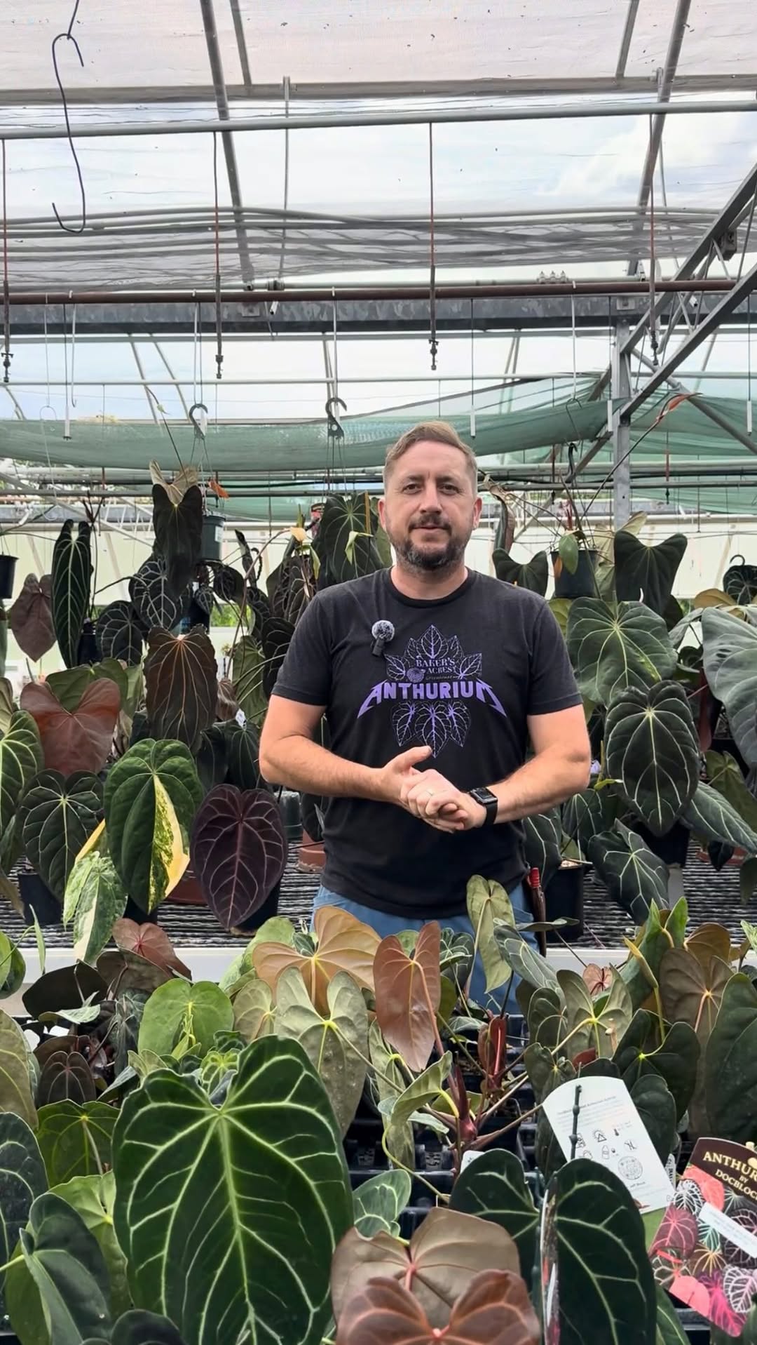 Anthurium people, this Saturday is for you. 🌿🔥

All anthuriums. All day long. All the awesome.
Anthurium Madness starts at 9 AM this Saturday, 6/20! We’ll be releasing gigantic mother plants, brand new Baker’s hybrids, select holdbacks, $15 anthuriums, and yes… a free anthurium with every anthurium purchase.

Plus, Rollin Drummies Food Truck will be here for lunch, so come hungry and ready to plant shop.

Tag your anthurium-loving friend and we’ll see you Saturday!
.
.
.
#bakersacres #anthurium #anthuriumlover #plantpeople #houseplants