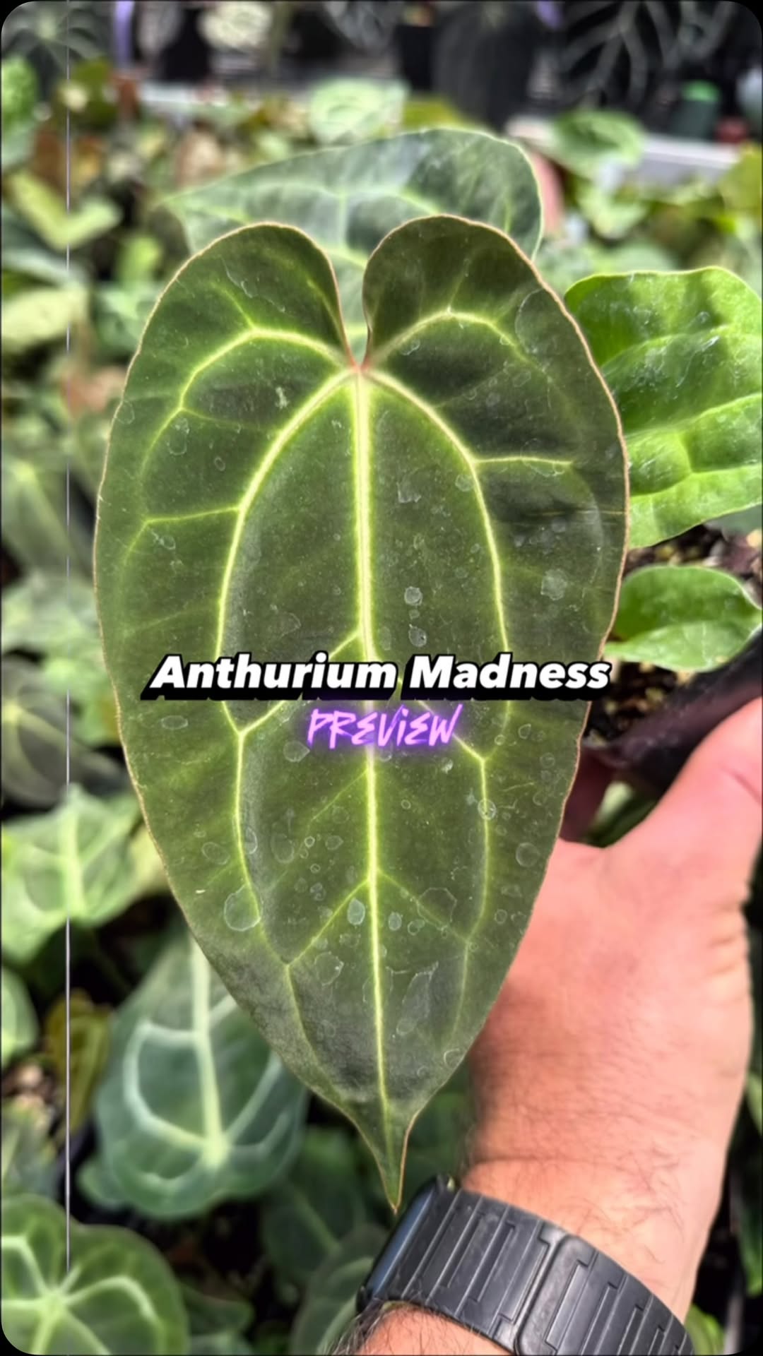 A little preview of what’s waiting this Saturday at Anthurium Madness at Baker’s Acres…

Big mother plants. New hybrids. Rare finds.

Join us at 9 AM, 6/20.

📍 3388 Castle Rd, Alexandria, OH
.
.
.
#bakersacres #anthurium #anthuriumlover #plantpeople #houseplants