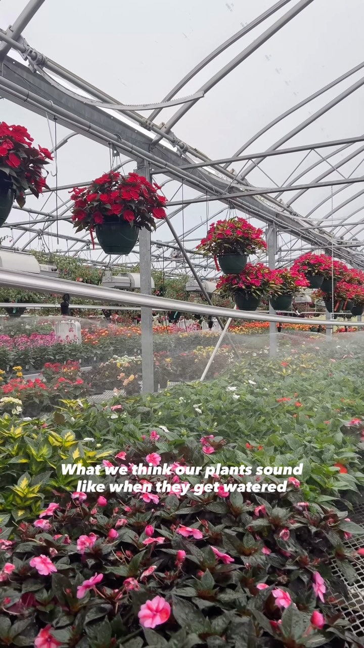 💦 We like to think this is exactly what the plants are saying when the water hits just right…
.
.
.
#bakersacres #plantpeople #alexandriaohio #plantlovers #greenhouse