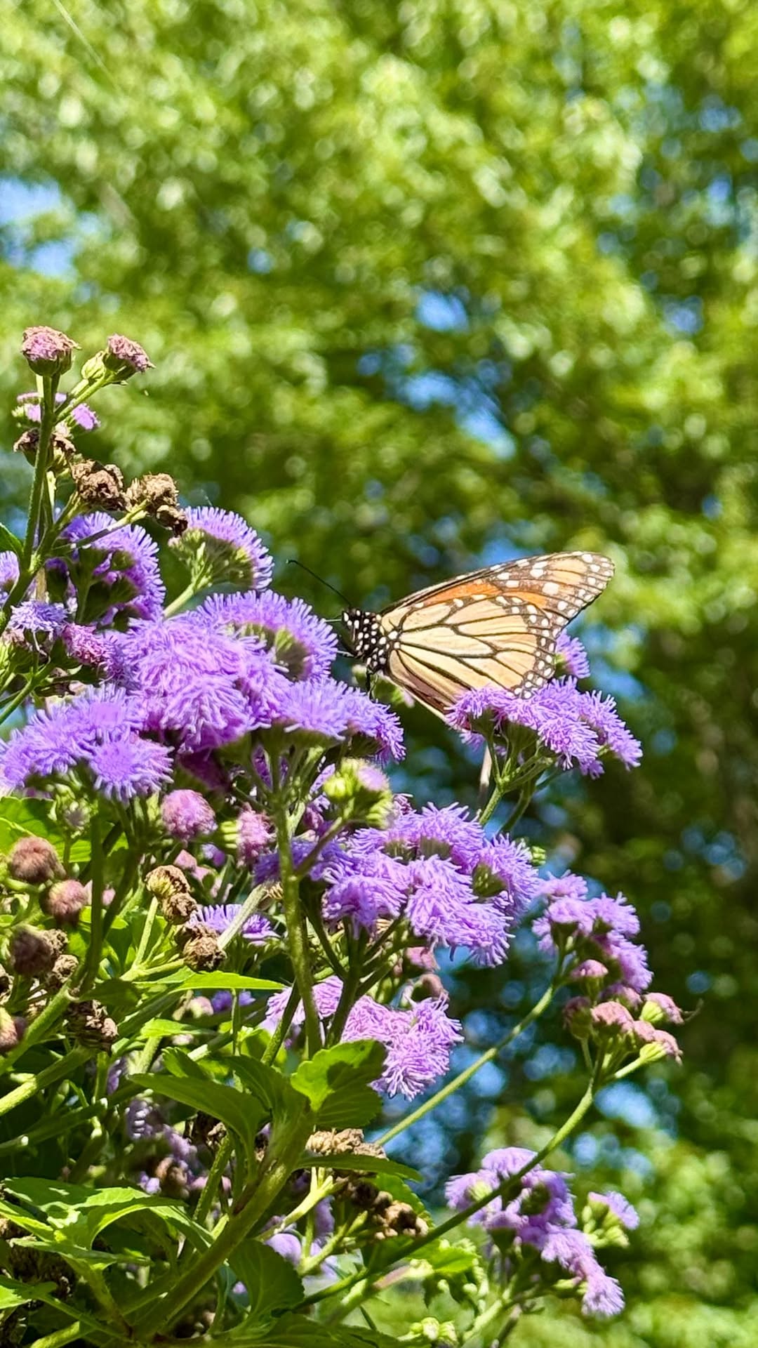 Pollinator Week is the perfect reminder that a garden can be beautiful and beneficial. 🐝🦋🌿

Bees, butterflies, hummingbirds, and other pollinators help support healthy ecosystems and play an important role in the plants we enjoy every day.

Looking to create a pollinator-friendly garden? Consider adding favorites like echinacea, salvia, lantana, milkweed, bee balm, and other nectar-rich blooms.

Stop by Baker’s Acres and let us help you find plants that will keep your garden buzzing all season long. 
.
.
.
#PlantForPollinators #SupportTheBuzz #GreenhouseGoals #PollinatorPower #BakersAcres
