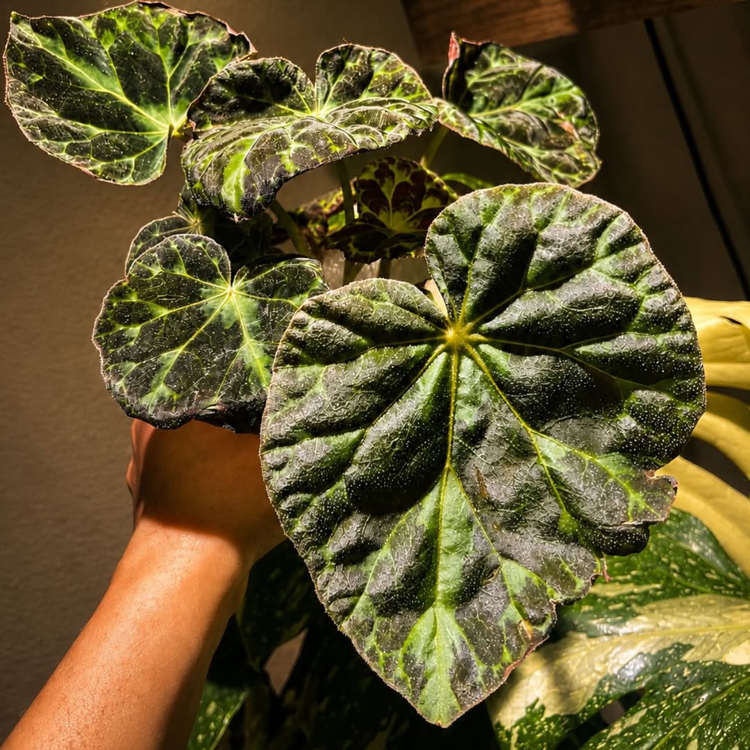 Begonia Barsalouxiae
Begonia Nebula Zeta 
@bakersacresgreenhouse